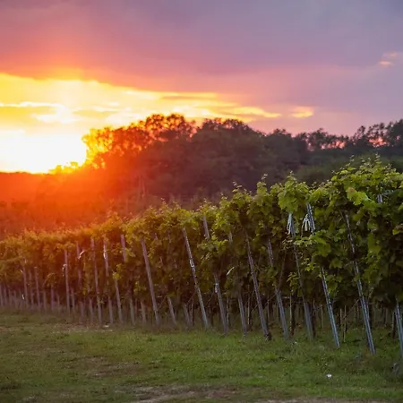 Winnica Anna Krosnice