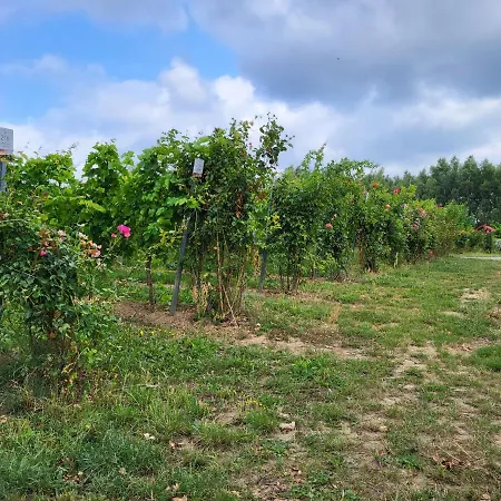 Winnica Anna Agroturismo *