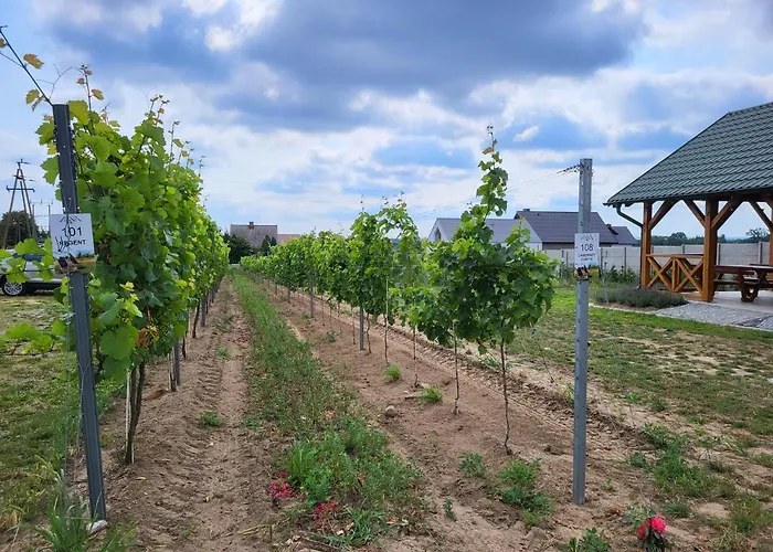 Winnica Anna * Krosnice