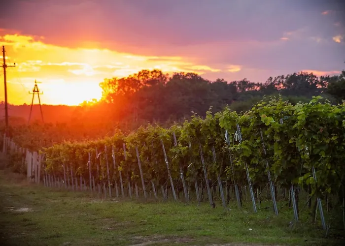 Winnica Anna Krosnice